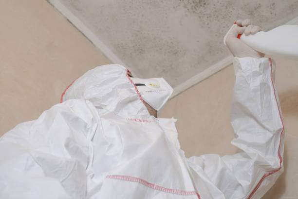 Best Residential Mold Remediation in Westwood, NJ