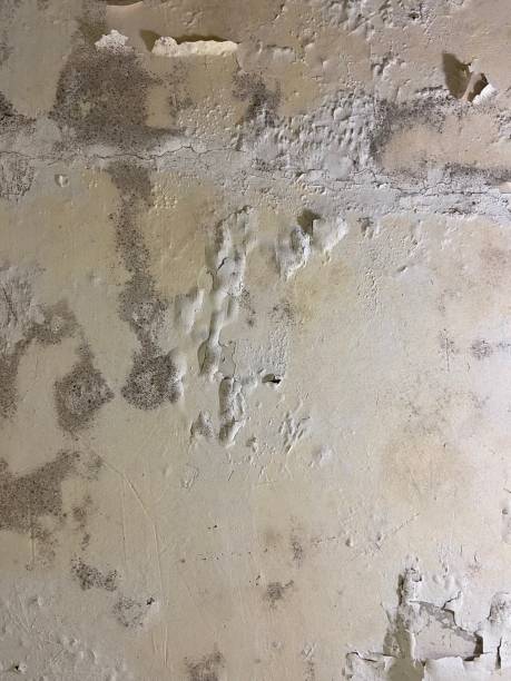 Best Insurance-Related Mold Remediation in Westwood, NJ