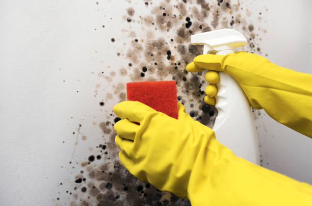 Best Localized Mold Remediation (e.g., coastal areas, humid climates) in Westwood, NJ