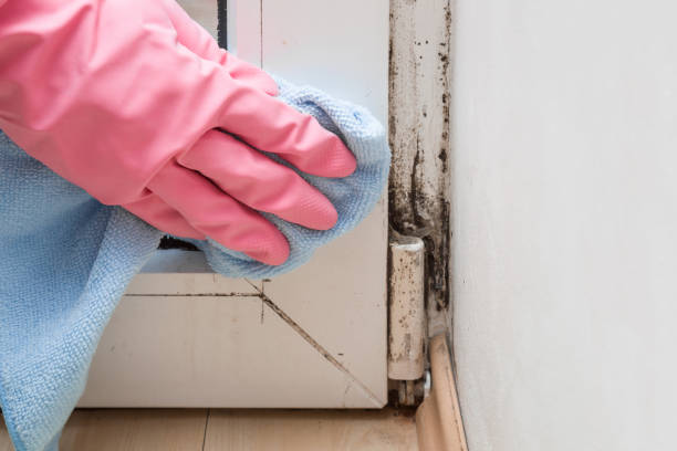 Trusted Westwood, NJ Mold Remediation Experts